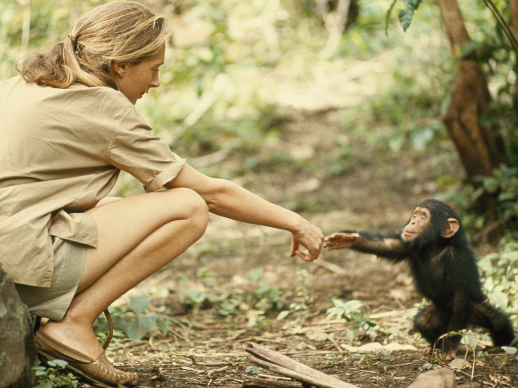 https education.nationalgeographic.org resource jane goodall Jane Goodall trzymająca młodego szympansa podczas badań terenowych w Tanzanii