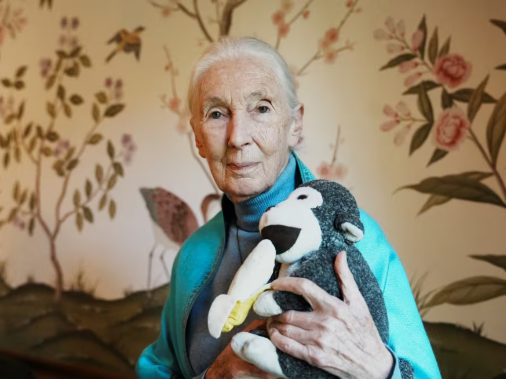 https www.cbc .ca news world jane goodall dead obituary 1.7648336 Jane Goodall ze swoją symboliczną pluszową małpką Jubilee – ikona ochrony środowiska