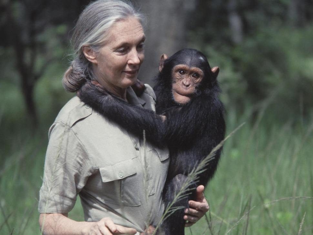 https www.national geographic.pl przyroda jane goodall Jane Goodall w Afryce bada szympansa – początki przełomowych obserwacji w Tanzanii
