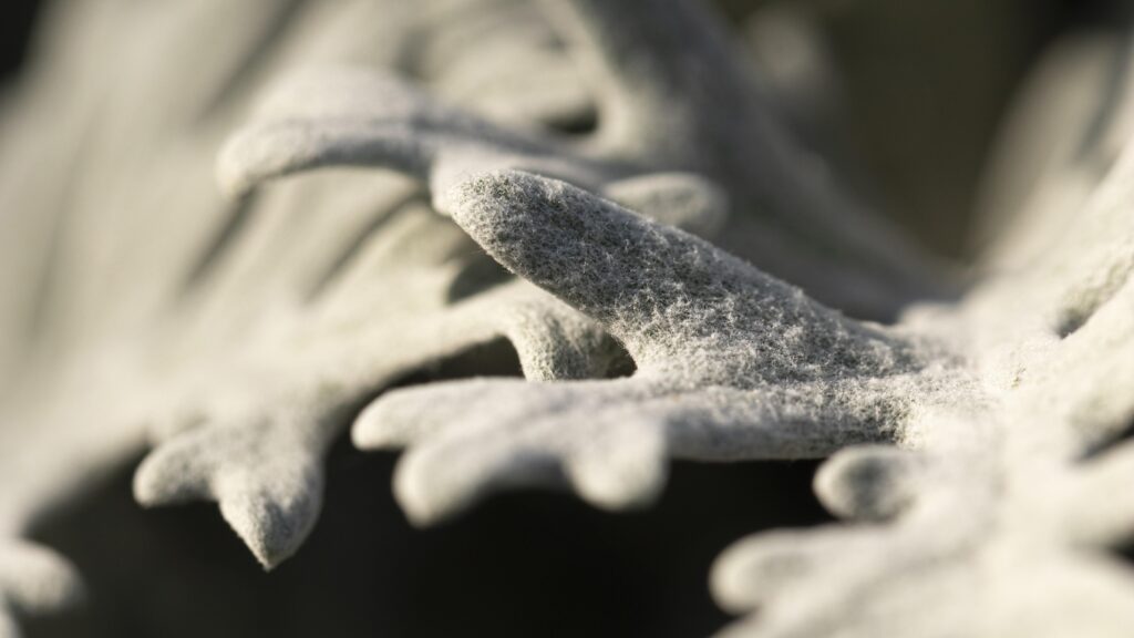 close up coral organic background sennik śmierć
sen o śmierci
co oznacza śmierć we śnie
interpretacja snów
znaczenie snu o śmierci
śmierć w śnie sennik
symbolika snów śmierć