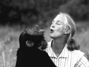 Jane Goodall nie żyje. Świat żegna legendę, która nauczyła nas, że człowiek nie jest sam w naturze